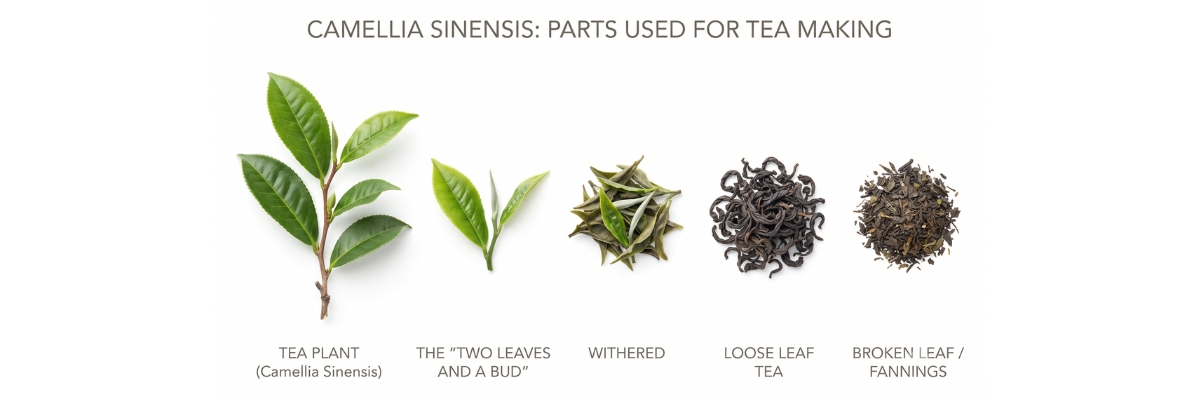 tea plant growth stages tea plant growth stages
